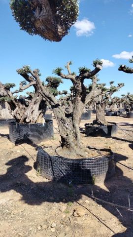 OLEA EUROPAEA REF 02 100/120 HT280/300 PON PON