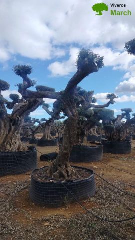 OLEA EUROPAEA REF 02 100/120 HT280/300 PON PON