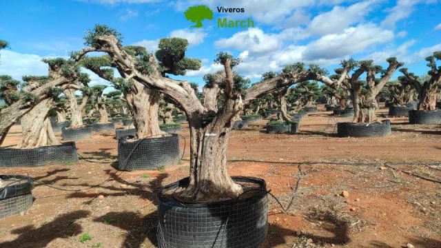 OLEA EUROPAEA REF 02 100/120 HT280/300 PON PON