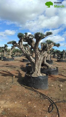 OLEA EUROPAEA REF 02 100/120 HT280/300 PON PON