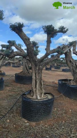 OLEA EUROPAEA REF 02 100/120 HT280/300 PON PON