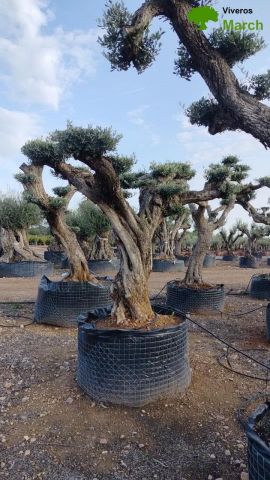 OLEA EUROPAEA REF 02 100/120 HT280/300 PON PON