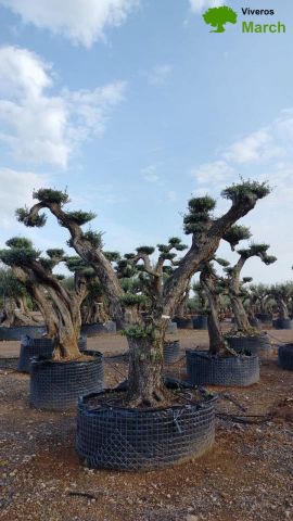 OLEA EUROPAEA REF 02 100/120 HT280/300 PON PON