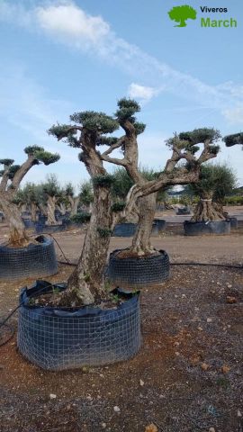 OLEA EUROPAEA REF 02 100/120 HT280/300 PON PON