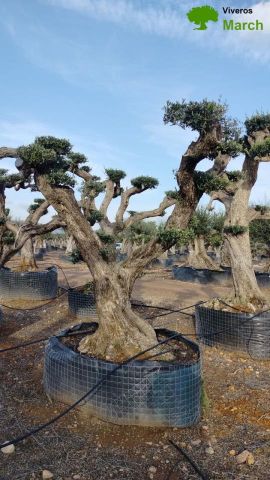 OLEA EUROPAEA REF 02 100/120 HT280/300 PON PON