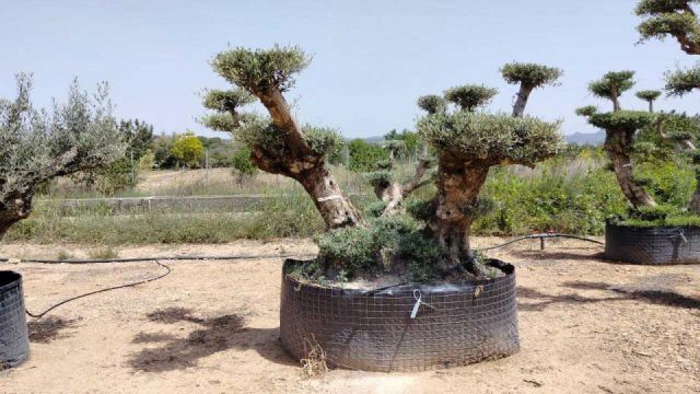 OLEA EUROPAEA REF 03 100/120 HT280/300 PON PON