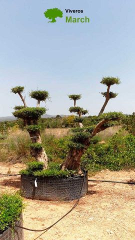 OLEA EUROPAEA REF 03 100/120 HT280/300 PON PON