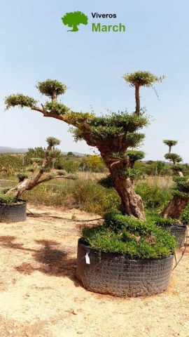 OLEA EUROPAEA REF 03 100/120 HT280/300 PON PON
