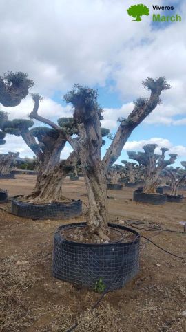 OLEA EUROPAEA REF 03 100/120 HT280/300 PON PON