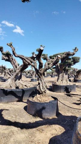 OLEA EUROPAEA REF 03 100/120 HT280/300 PON PON