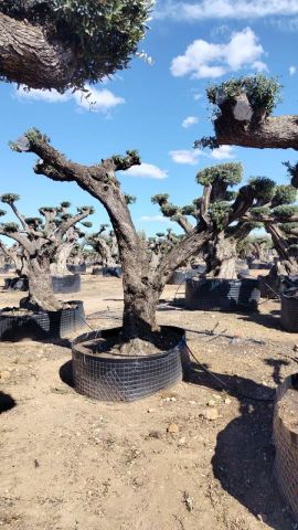 OLEA EUROPAEA REF 03 100/120 HT280/300 PON PON