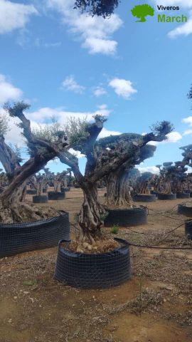 OLEA EUROPAEA REF 03 100/120 HT280/300 PON PON