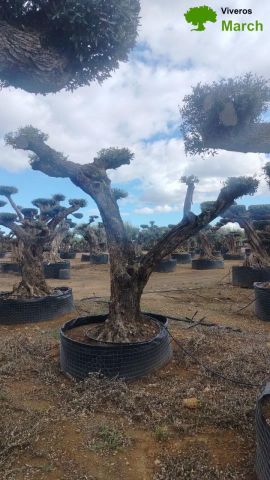 OLEA EUROPAEA REF 03 100/120 HT280/300 PON PON