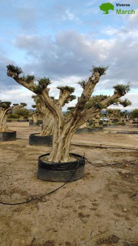OLEA EUROPAEA REF 03 100/120 HT280/300 PON PON