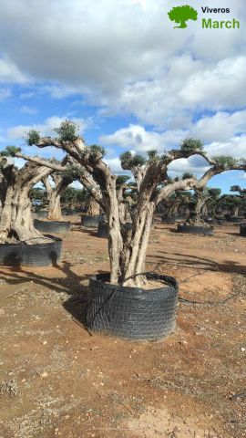 OLEA EUROPAEA REF 03 100/120 HT280/300 PON PON