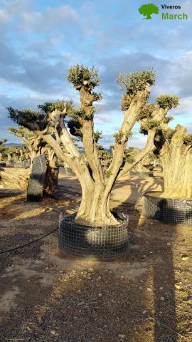 OLEA EUROPAEA REF 03 100/120 HT280/300 PON PON