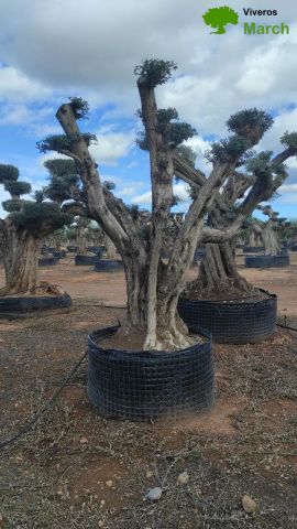 OLEA EUROPAEA REF 03 100/120 HT280/300 PON PON