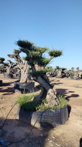 OLEA EUROPAEA REF 03 100/120 HT280/300 PON PON