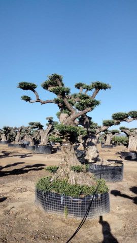 OLEA EUROPAEA REF 03 100/120 HT280/300 PON PON