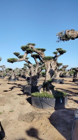 OLEA EUROPAEA REF 03 100/120 HT280/300 PON PON