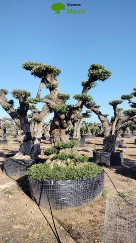 OLEA EUROPAEA REF 03 100/120 HT280/300 PON PON