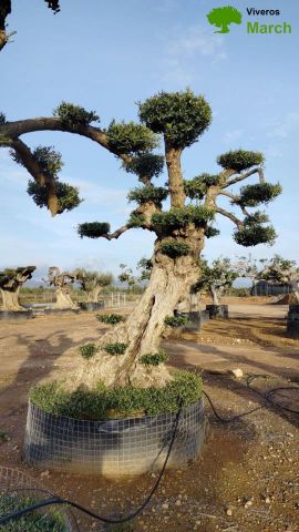 OLEA EUROPAEA REF 03 100/120 HT280/300 PON PON