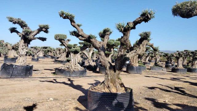 OLEA EUROPAEA REF 03 100/120 HT280/300 PON PON