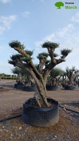 OLEA EUROPAEA REF 03 100/120 HT280/300 PON PON