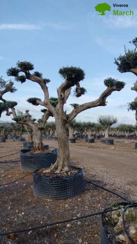 OLEA EUROPAEA REF 03 100/120 HT280/300 PON PON