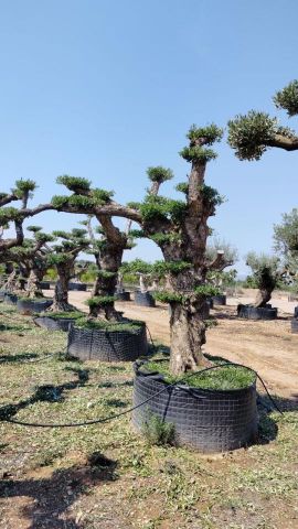 OLEA EUROPAEA REF 03 100/120 HT280/300 PON PON