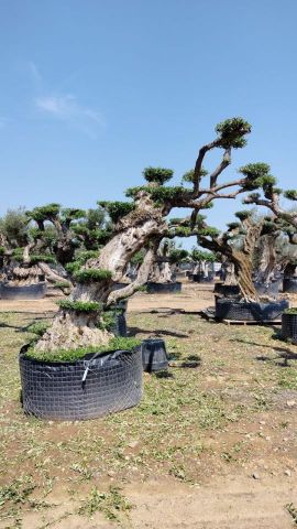 OLEA EUROPAEA REF 03 100/120 HT280/300 PON PON