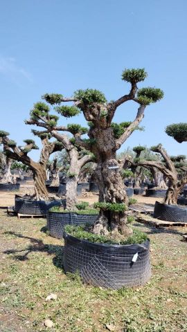 OLEA EUROPAEA REF 03 100/120 HT280/300 PON PON