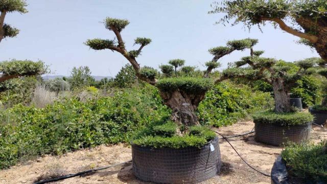OLEA EUROPAEA REF 04 120/160 HT280/300 PON PON