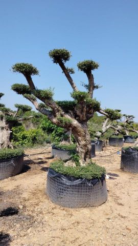 OLEA EUROPAEA REF 04 120/160 HT280/300 PON PON