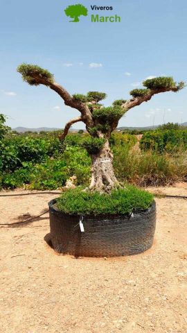 OLEA EUROPAEA REF 04 120/160 HT280/300 PON PON