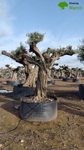 OLEA EUROPAEA REF 04 120/160 HT280/300 PON PON