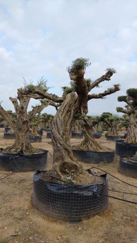 OLEA EUROPAEA REF 04 120/160 HT280/300 PON PON