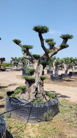 OLEA EUROPAEA REF 04 120/160 HT280/300 PON PON