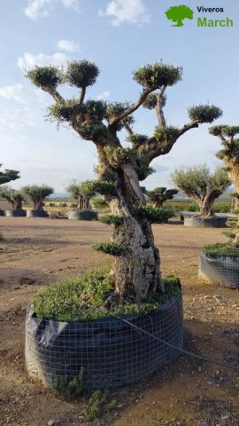 OLEA EUROPAEA REF 04 120/160 HT280/300 PON PON