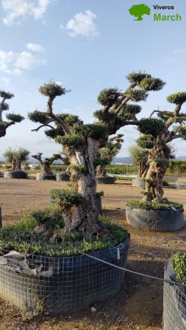 OLEA EUROPAEA REF 04 120/160 HT280/300 PON PON