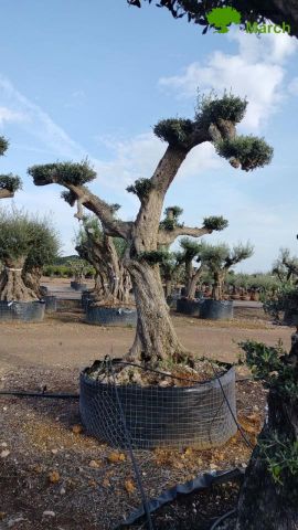 OLEA EUROPAEA REF 04 120/160 HT280/300 PON PON