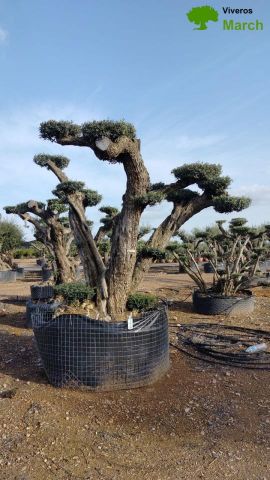 OLEA EUROPAEA REF 04 120/160 HT280/300 PON PON