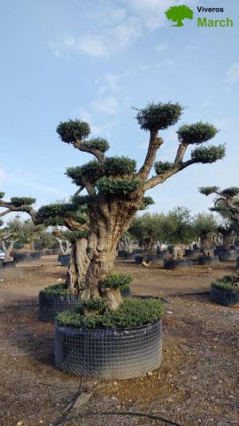 OLEA EUROPAEA REF 04 120/160 HT280/300 PON PON