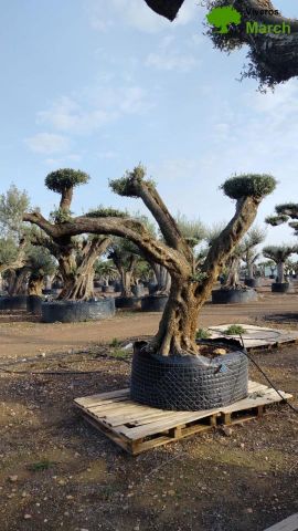 OLEA EUROPAEA REF 04 120/160 HT280/300 PON PON