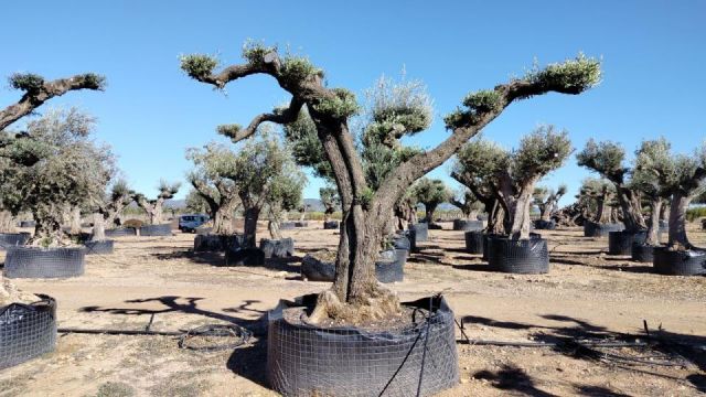 OLEA EUROPAEA REF 04 120/160 HT280/300 PON PON