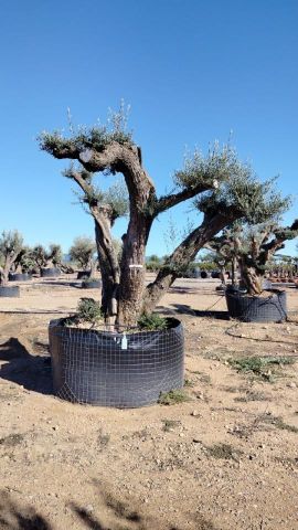 OLEA EUROPAEA REF 04 120/160 HT280/300 PON PON