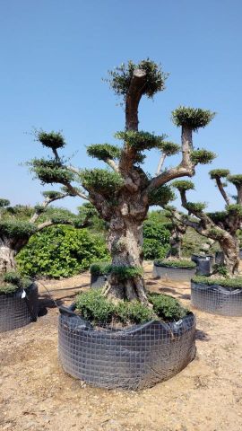 OLEA EUROPAEA REF 05 120/160 HT280/300 PON PON