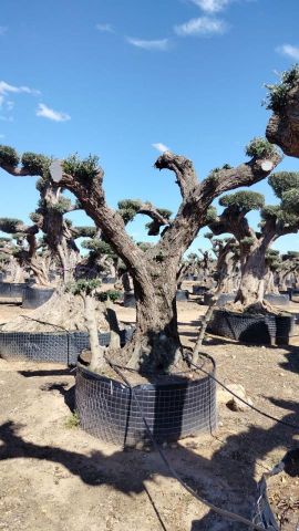 OLEA EUROPAEA REF 05 120/160 HT280/300 PON PON