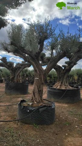 OLEA EUROPAEA REF 05 120/160 HT280/300 PON PON