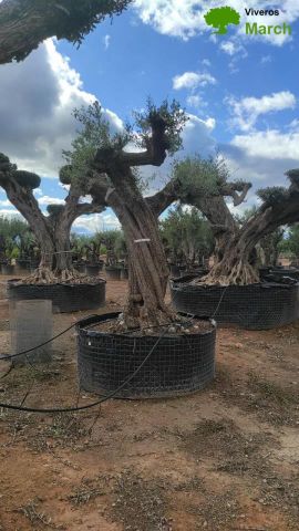 OLEA EUROPAEA REF 05 120/160 HT280/300 PON PON